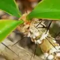 Pereskia tampicana