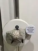 Fossile de Pericosmus hsui