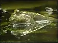 Periophthalmus sp. (Gobiidae)