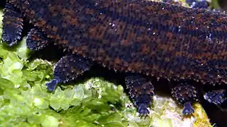 Détail des pattes d'un Peripatoides.