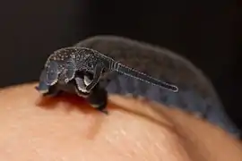 Tête de Peripatoides novaezealandiae&nbsp;(en).