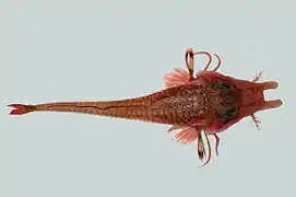 Peristedion liorhynchus