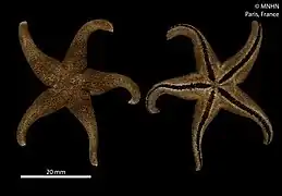 Perknaster aurantiacus (idem, MNHN).