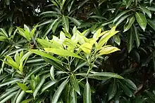 Persea thunbergii, autre plante-hôte