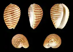 Persicula cingulata, un Cystiscidae