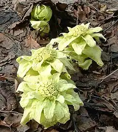 Petasites japonicus