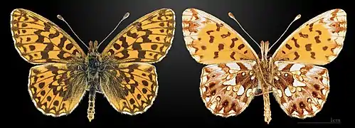 Boloria (Clossiana) dia, la Petite violette