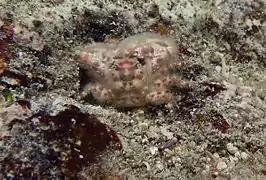 Un crabe porcelaine Petrolisthes tomentosus