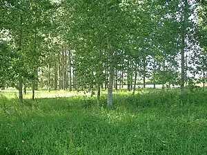 La plantation de peupliers.