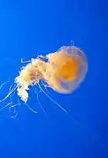 Phacellophora camtschatica