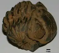 Phacops rana&nbsp;(en), un trilobite du Dévonien.
