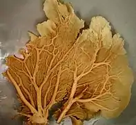 Phakellia sp.(Axinellidae)