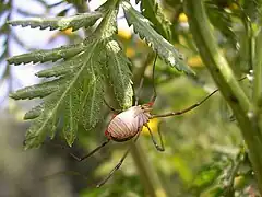 Femelle face ventral blanche.