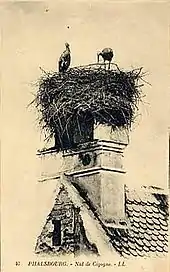 Nid de cigognes à Phalsbourg.