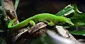 Un gecko Phelsuma madagascariensis au vivarium.