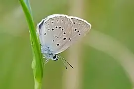 Phengaris teleius