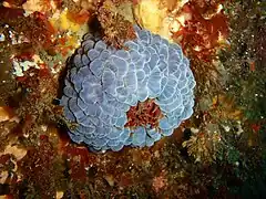 Phlyctenanthus australis