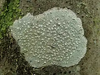 Thalle de Phlyctis agelaea&nbsp;(sv) recouvert d'apothécies enfoncées dans des verrues fructifères sorédiées-pulvérulentes.