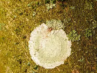 Le thalle du lichen taché de peinture blanche&nbsp;(en) est recouvert, à l'exception de la marge, de nombreuses soralies vertes irrégulières.