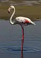 Flamant rose à Walvis Bay