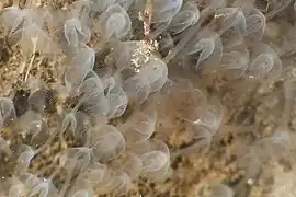 Phoronis hippocrepia