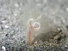 Phoronopsis harmeri