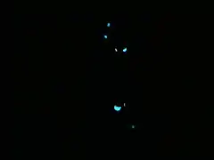 Photoblepharon palpebratum (dans l'obscurité)