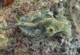 Pseudocerotid sp.5?