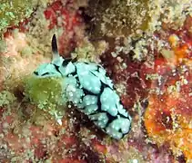 Phyllidiopsis krempfi.