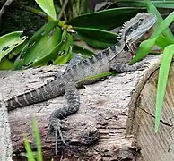 Intellagama lesueurii lesueurii (Sydney)