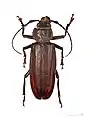 Physopleurus crassidens  Muséum de Toulouse