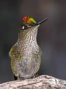 Colibri du Chili (Sephanoides sephanoides)