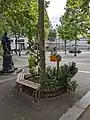 Pied d'arbre végétalisé correctement entretenu.
