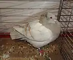Pigeon huppé de Soultz jaune cendré barré