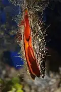 Pinctada margaritifera