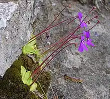Photo de la plante.