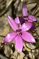 Caladenia emarginata&nbsp;(en) (Orchidée rose émaillée)