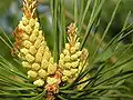 Inflorescences