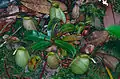 Nepenthes ampullaria