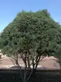 Plante complète