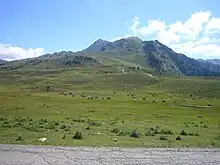 vue d'une plaine verdoyante avec un troupeau de chevaux, dominée par un massif montagneux.