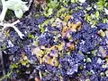 Placidium lacinulatum