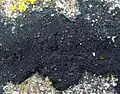 Placynthiaceae :Placynthium nigrum