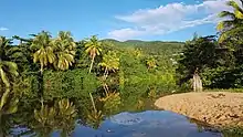 L'étang et la mangrove