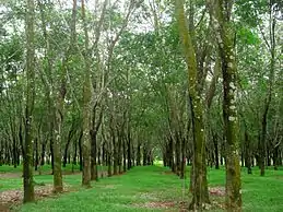 Un ensemble d'arbres.