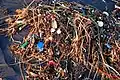 La plastisphère, d'origine anthropique, fait partie de l'anthroposphère. Ici sur une plage de San Francisco.