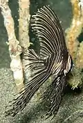 Platax batavianus juvénile