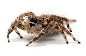 13&nbsp;images à mise au point variable ont été compositées dans CombineZM pour créer cette image d'araignée sauteuse.
