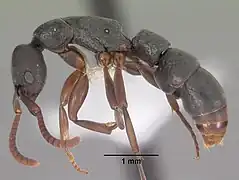 Platythyrea parallela casent0102279 profil.