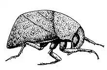 Plea minutissima, dessin